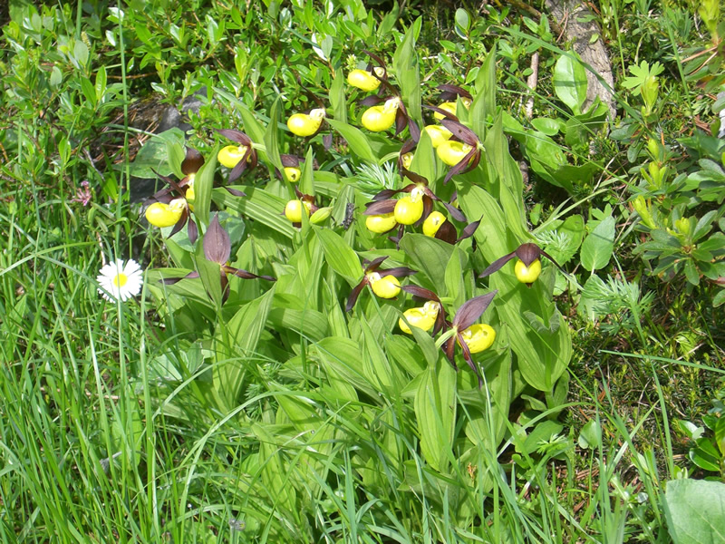 Frauenschuh (<i>Cypripedium calceolus</i>)